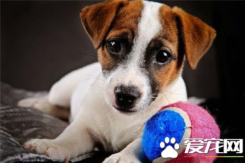 杰克罗素梗聪明吗 杰克罗素梗的魅力在于聪明