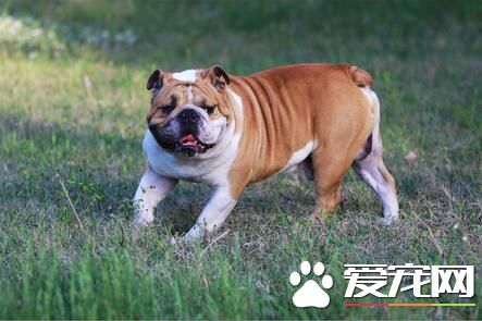 养英国斗牛犬的缺点 重点相当分散使得外貌丑陋