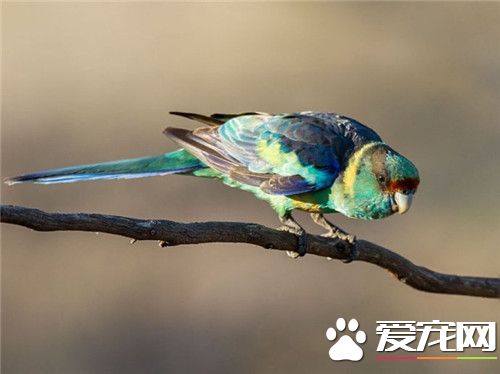 林肯港鹦鹉怎么样 它是鹦鹉种类中的佼佼者