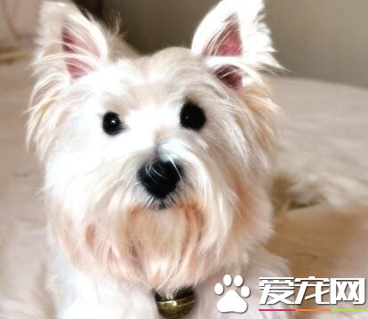 西高地白梗多大美容 狗狗几个月之后就能美容了