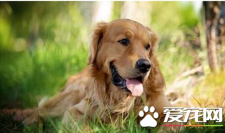 养金毛寻回犬的花费 金毛的开销还算一般