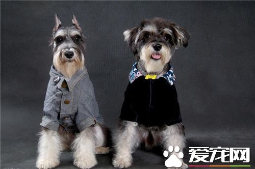 雪纳瑞训练方法 最好的办法是经常夸奖和抚摸