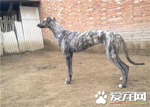 惠比特怎样训练速度 力量是训练中的重中之重