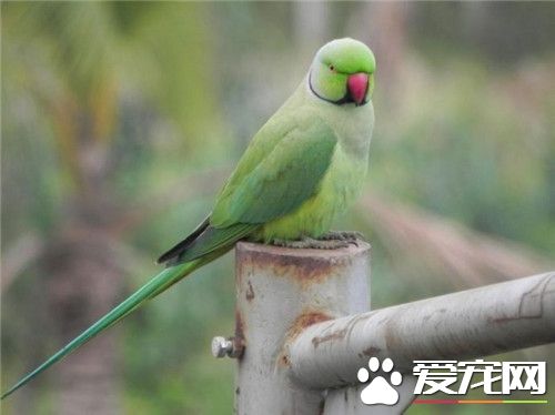 环颈鹦鹉价格 变种的价格往往十分地高