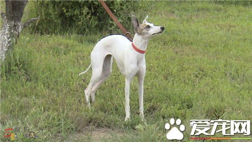 惠比特幼犬能喂肉吗 偶尔喂一点肉是可以的