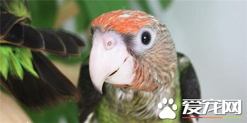 海角鹦鹉价格 总体价位还是比较适中的