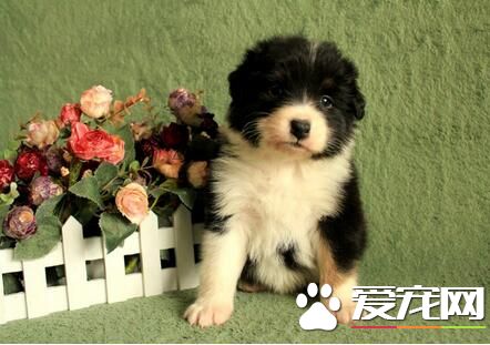 小型澳洲牧羊犬的价格 价格大约为1000-30000元