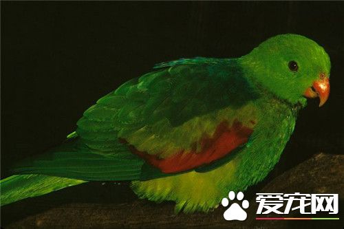 红翅鹦鹉的价格 红翅鹦鹉价格是比较昂贵的
