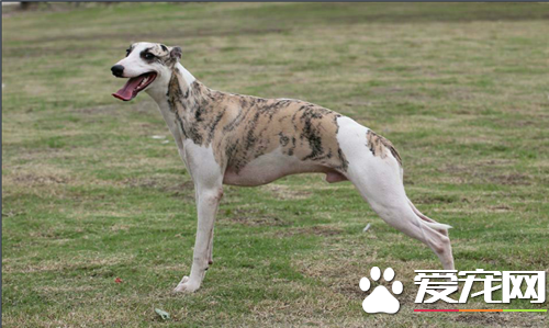 惠比特幼犬喂什么狗粮 惠比特幼犬饲养方法