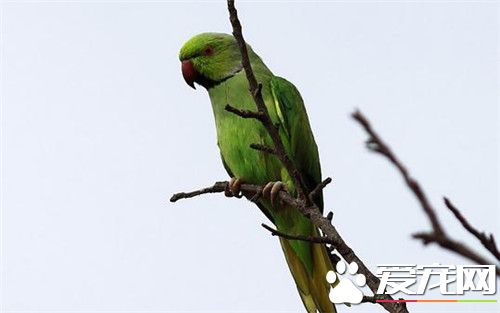 环颈鹦鹉价格 变种的价格往往十分地高