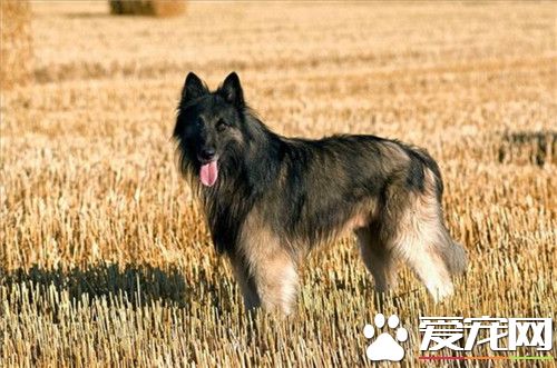 鉴别黑色比利时牧羊犬优劣 智商较高且机警聪明