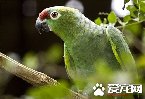 红额鹦鹉价格 不同地方其价格也有一定的差异