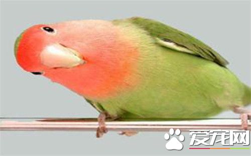 菲律宾悬吊鹦鹉多少钱 它是需要保护的低危物种