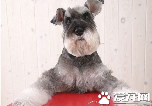 鉴别迷你雪纳瑞 十点挑选纯种雪纳瑞标准