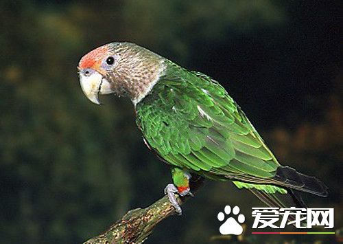 海角鹦鹉价格 总体价位还是比较适中的