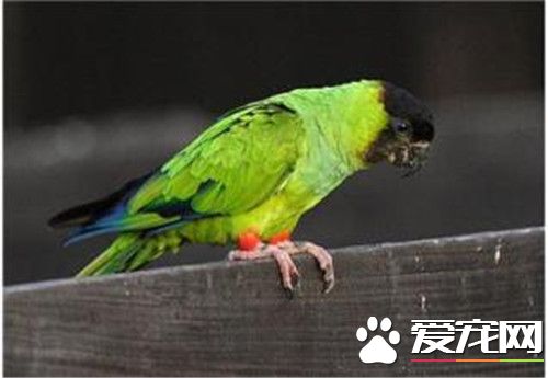 南达锥尾鹦鹉价格 一般花1500-2000元就能买到