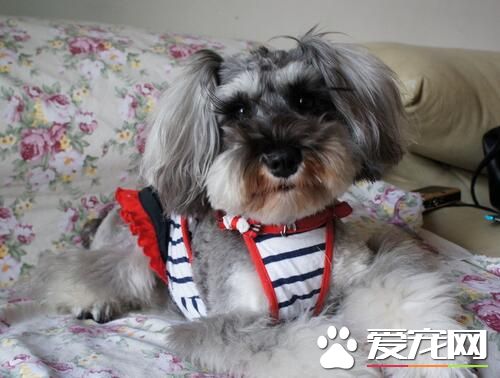 雪纳瑞幼犬的毛色 有些幼犬的毛色是黑银色的