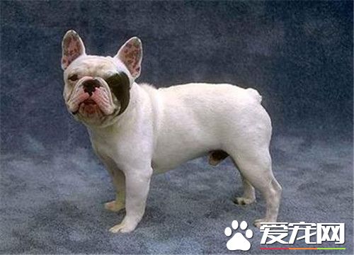 鉴别法国斗牛犬 从法斗的四肢可以观察