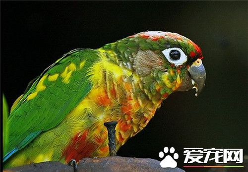 桃额锥尾鹦鹉价格 价格大概在1000元左右