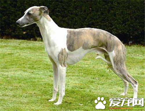 惠比特幼犬怎么挑选 先要了解这种犬的相关资料