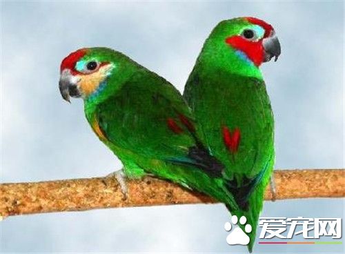爱德华无花果鹦鹉怎么样 这类鹦鹉的生活习性