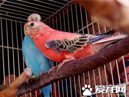 伯克氏鹦鹉价格 价格大约都在1500左右