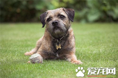 家中如何让边境梗听话 首先要按你的指令坐在地上