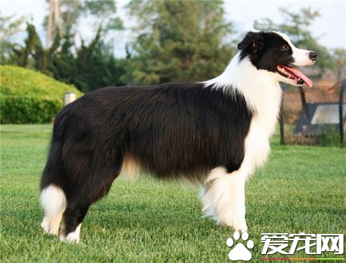 家里养边境牧羊犬好不好 最受家养的宠儿之一
