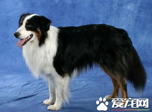 小型澳洲牧羊犬的价格 价格大约为1000-30000元