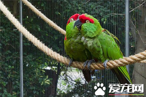 海角鹦鹉价格 总体价位还是比较适中的