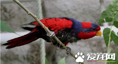 红蓝金刚鹦鹉价格 小的迷你金刚类是4000元左右