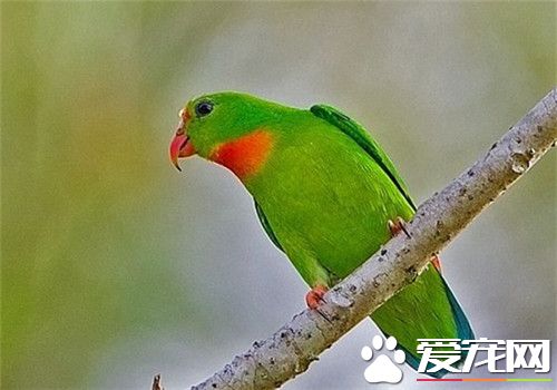 菲律宾悬吊鹦鹉多少钱 它是需要保护的低危物种