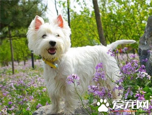 西高地白梗犬容易得病吗 怎么检查狗狗健康状态