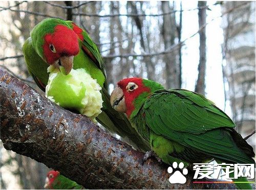 红面具锥尾鹦鹉价格 价格一般在1000元左右