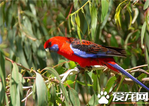 红蓝金刚鹦鹉价格 小的迷你金刚类是4000元左右