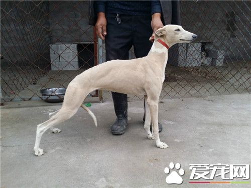 惠比特幼犬喂什么狗粮 惠比特幼犬饲养方法