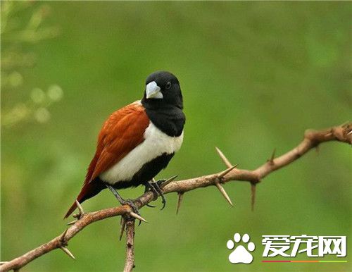 栗腹文鸟价格 价格大概在100到200元之间