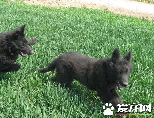 比利时牧羊犬有多高 雄性肩高一般在24-26英寸