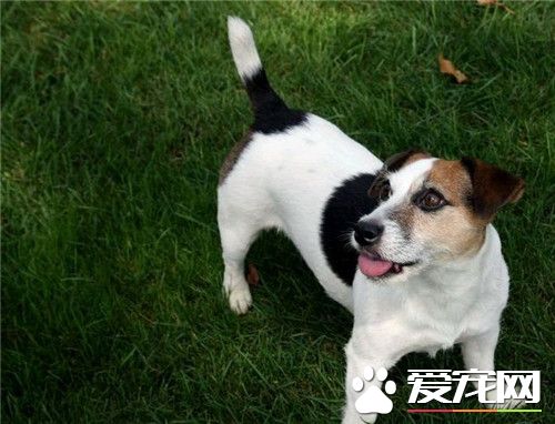杰克罗素梗打猎好吗 杰克罗素梗适合追踪猎物