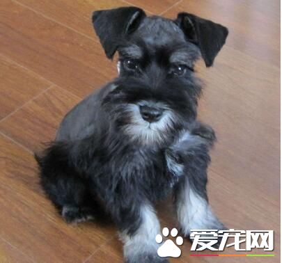 雪纳瑞需要等它拉虫了才驱虫么 幼犬需定期驱虫