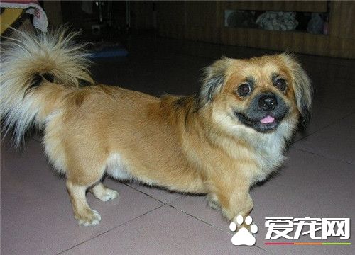 家庭犬西藏猎犬多少钱一只 价格大约500-3000元