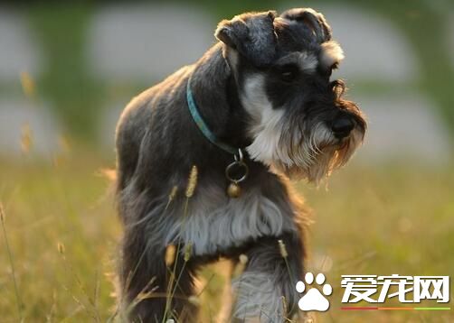 雪纳瑞训练方法 最好的办法是经常夸奖和抚摸