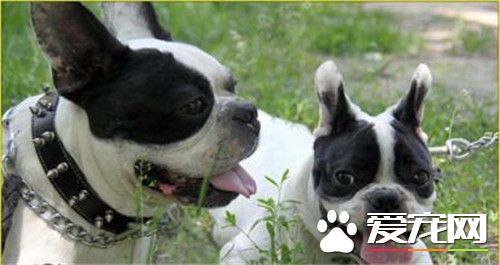 鉴别法国斗牛犬 从法斗的四肢可以观察