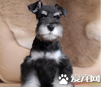 雪纳瑞需要等它拉虫了才驱虫么 幼犬需定期驱虫