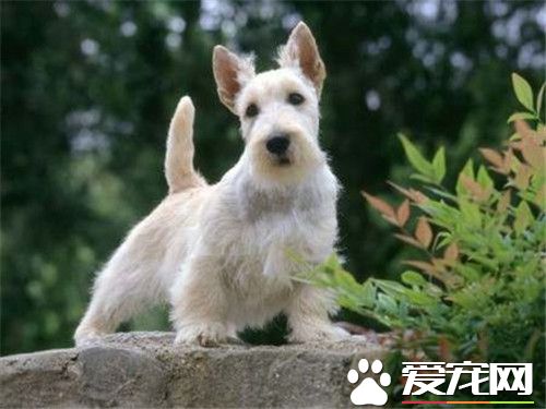鉴别苏格兰梗品种 鉴别苏格兰梗品种的方法