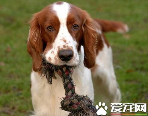 养史宾格犬的人很少吗 史宾格犬的具体价格