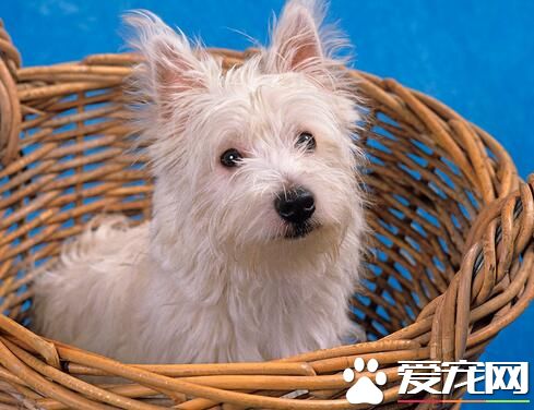 西高地白梗犬多少钱 纯种的狗狗卖一千到一千五