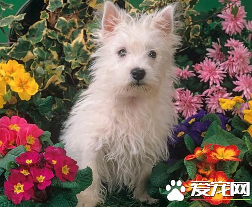 西高地白梗缺点 西高地白梗犬十分的自负
