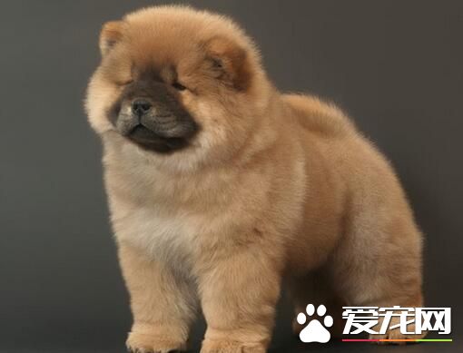 小型松狮犬在哪里买 可以在当地的宠物店选购