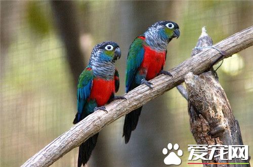 南达锥尾鹦鹉价格 一般花1500-2000元就能买到